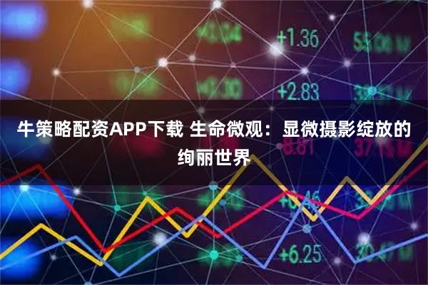 牛策略配资APP下载 生命微观：显微摄影绽放的绚丽世界